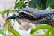 Bush Stone-curlew (Burhinus grallarius)